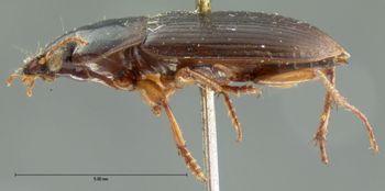 Media type: image;   Entomology 5922 Aspect: habitus lateral view